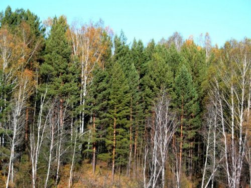 Осенний лес.