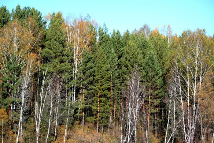 Осенний лес.
