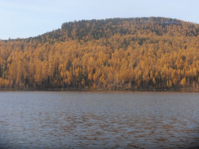 Золото осени.