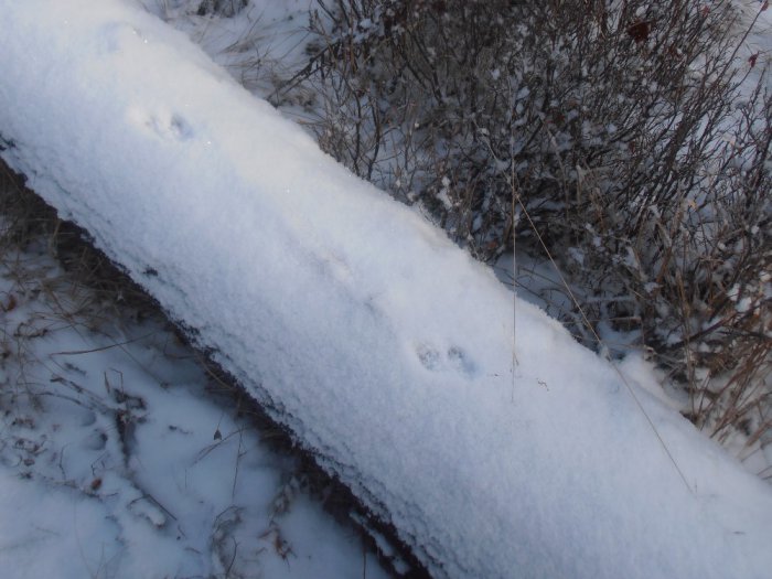Горностай пробежал.