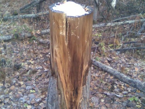 солонец