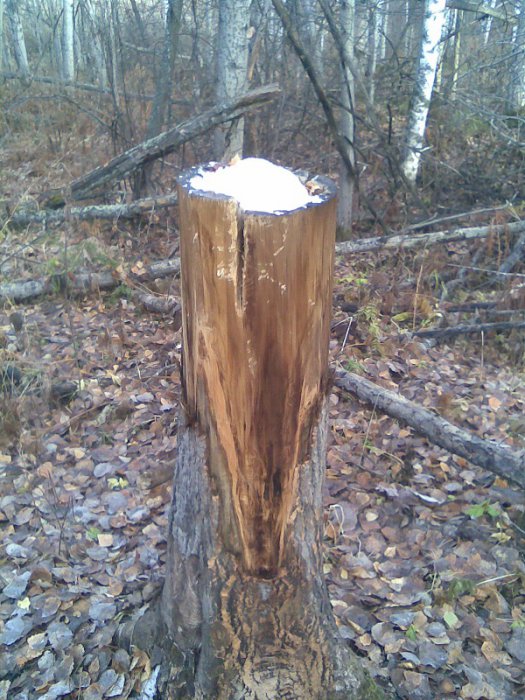 солонец