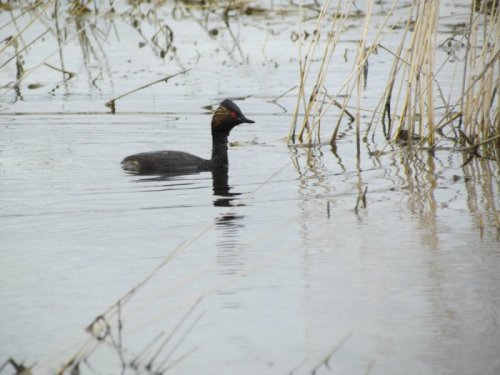 Черношейная поганка ( Podiceps nigricollis )