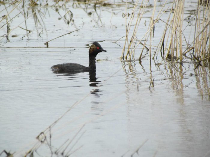 Черношейная поганка ( Podiceps nigricollis )