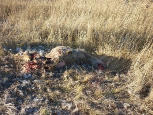 жесть