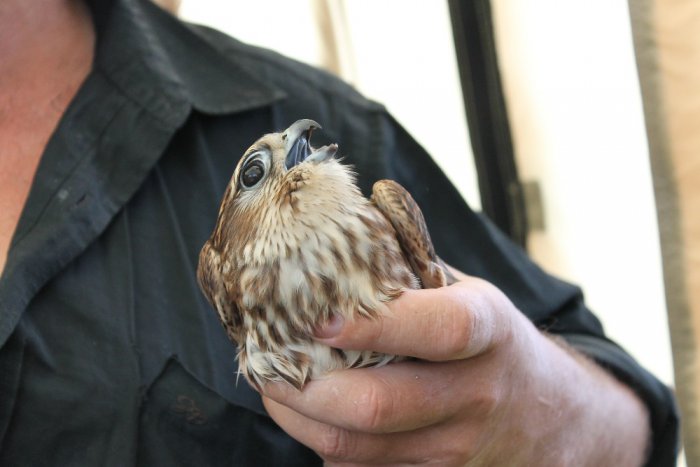 Дербник (Falco columbarius)