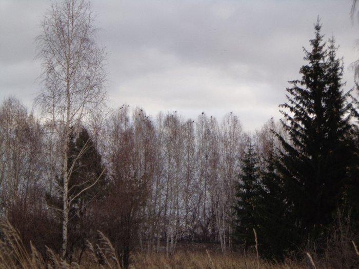 Ждём зиму.
