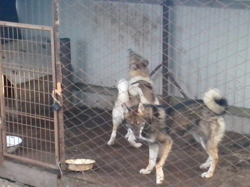 парочка