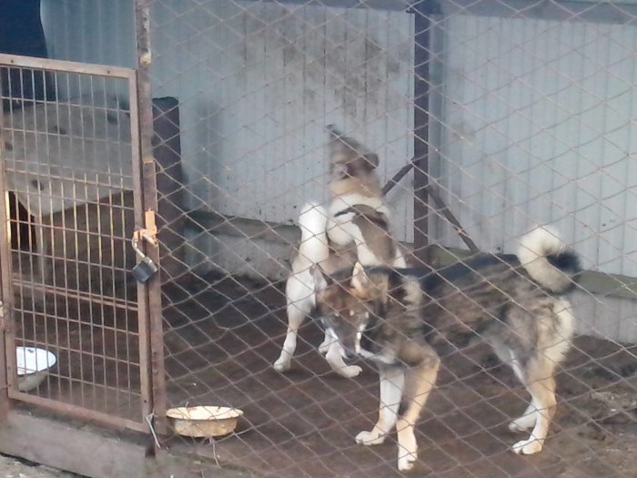 парочка