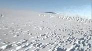 Очень много зайцев на поле.