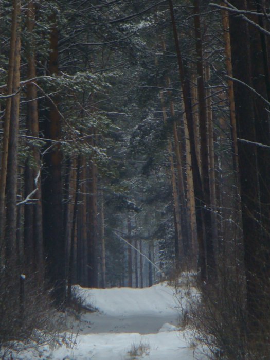 дорога в бору