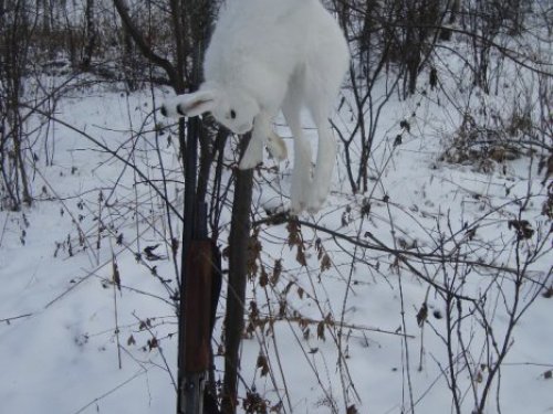 Зайка.