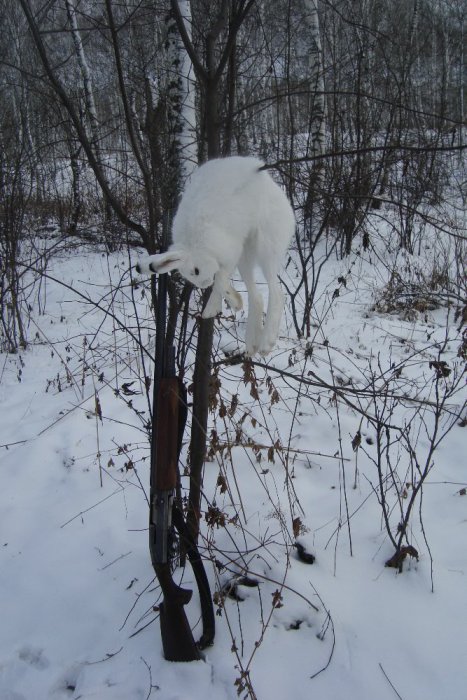 Зайка.
