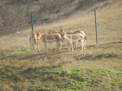 куланы