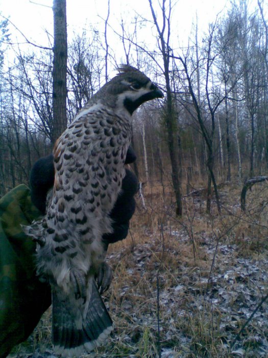 3 ноября 2013