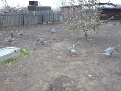 Вот прикупил стайку(жалко что сезон закончился:-()