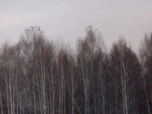 Косачи