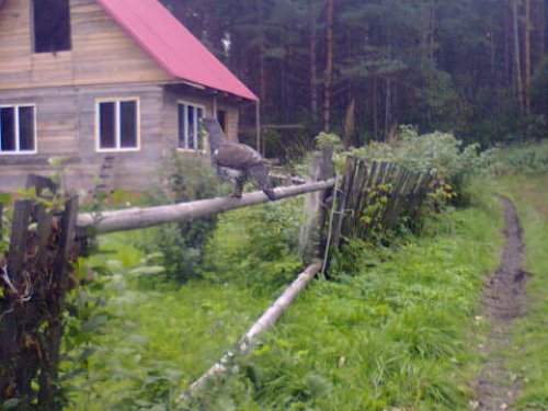 Соседи у нас глухари!