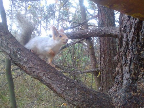 В зимней шубке.