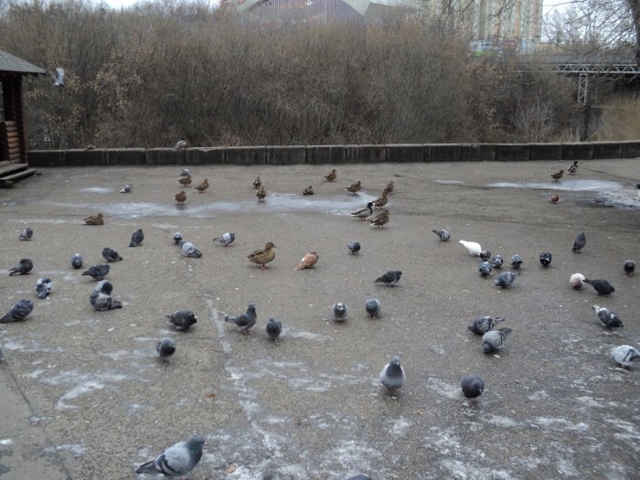 Уточки
