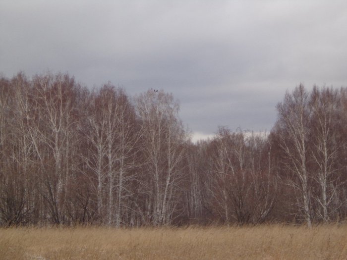 Ждём зиму.