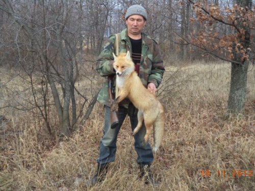 пять минут гона и лисица в руках.