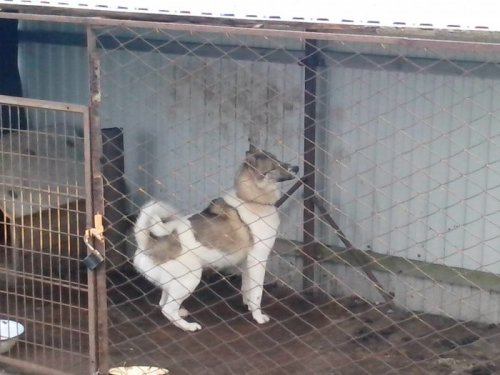 Грей 2