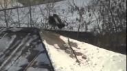 Crow roof tubing (Ворона катается с крыши)