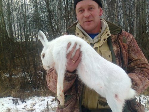 белячок