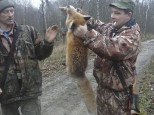 Хороший лис!!