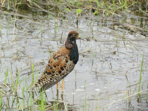 Турухтан (Philomachus pugnax) в всесеннем наряде