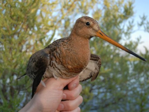 Большой веретенник, или болотный кулик  (лат. Limosa limosa)