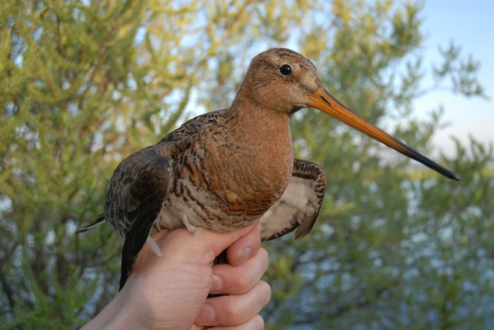 Большой веретенник, или болотный кулик  (лат. Limosa limosa)