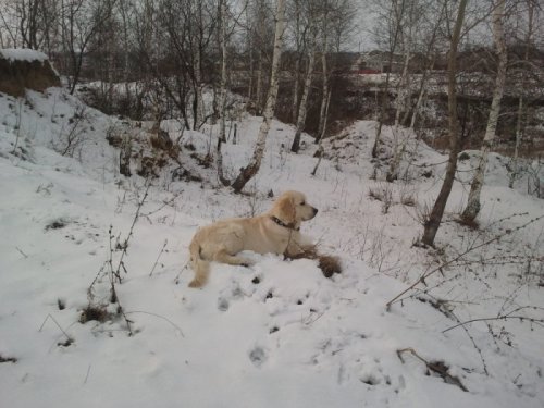 Голден Ретривер "Сириус"