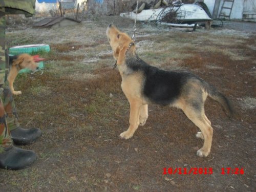 ждет хозяина