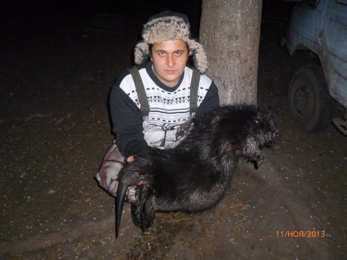 бобр из засидки