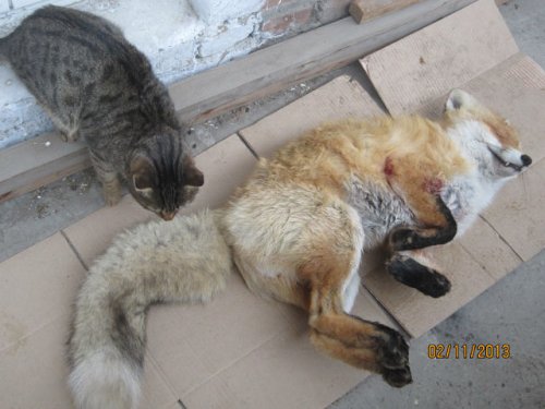 Лис и Кот