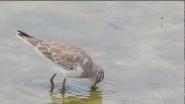 Temminck's Stint (Calidris temminckii) call