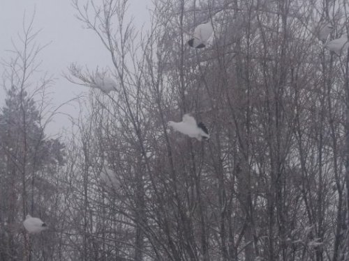 Раннее утро 5