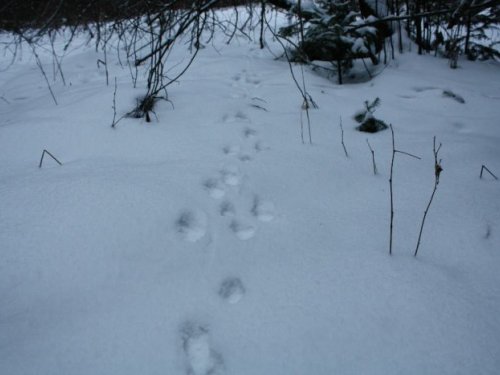 лиса за зайцем по пятам
