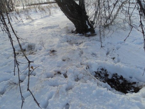 Обрадовало наличие следов козы!