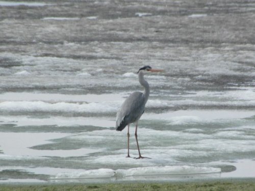 Серая цапля ( Ardea cinerea )