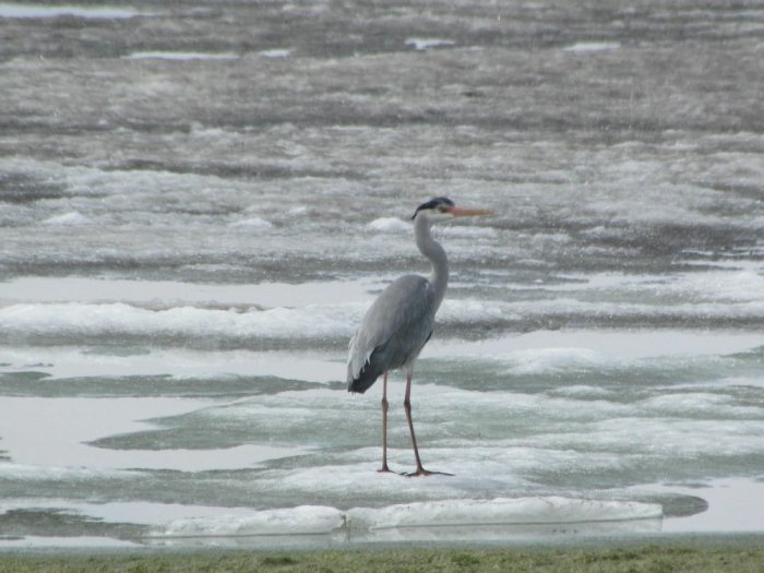 Серая цапля ( Ardea cinerea )