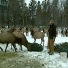 Отслужившие новогодние ели пойдут на изготовление витаминных добавок для животных