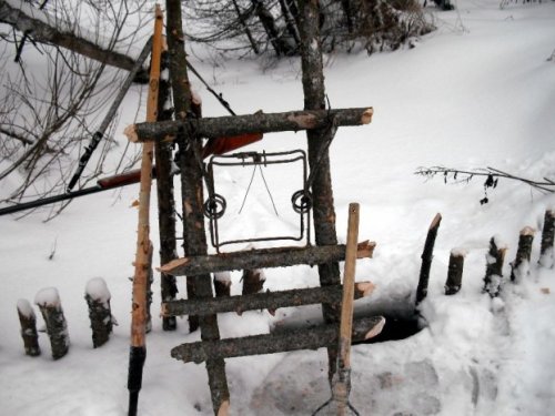 Капкан на бобра.