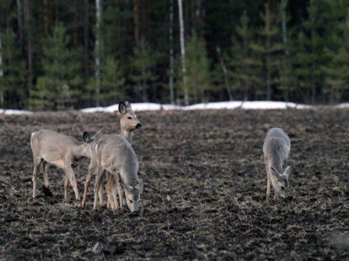 Весенние косули