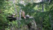 Dangerous moose call !!! (attack) ( i fight with the moose ) orignal attaque