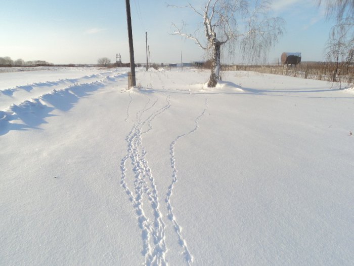 Рябые наследили!
