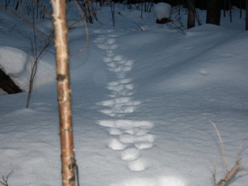 заяц беляк , классическая сдвойка