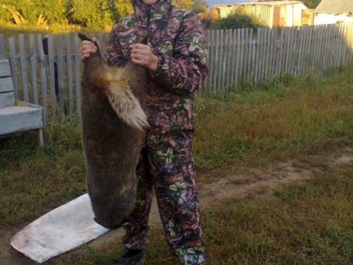 Барсук!!!